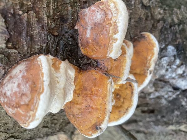 Pr&aacute;chnovček p&aacute;sikav&yacute; 