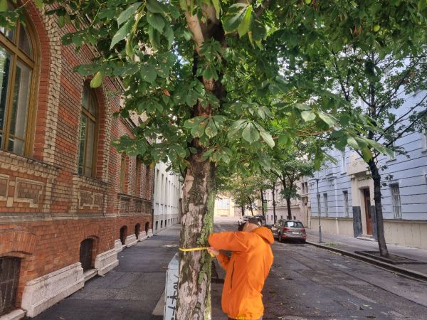 Plosk&aacute;čik paga&scaron;tanov&yacute;