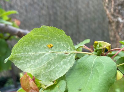 A - nejednoznačne určen&yacute;, nie sme si ist&iacute;