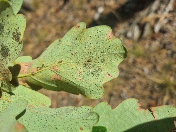 Sietnička dubov&aacute;