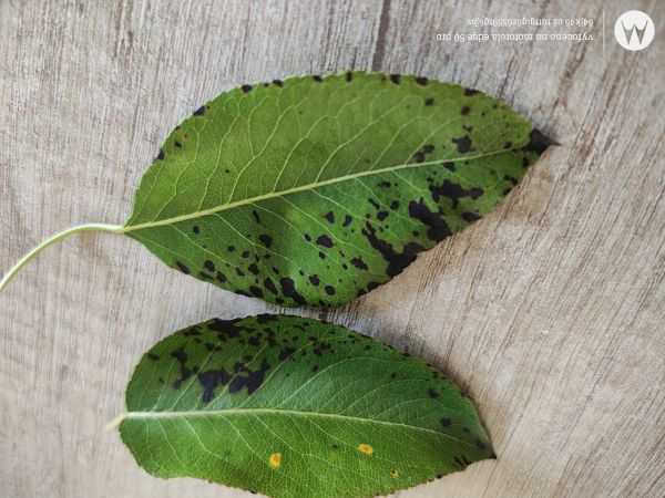 A - nie je v datab&aacute;ze