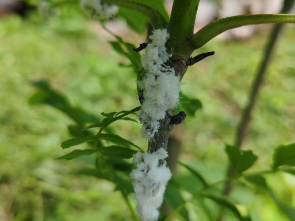 Dutin&aacute;rka orgov&aacute;nov&aacute;  