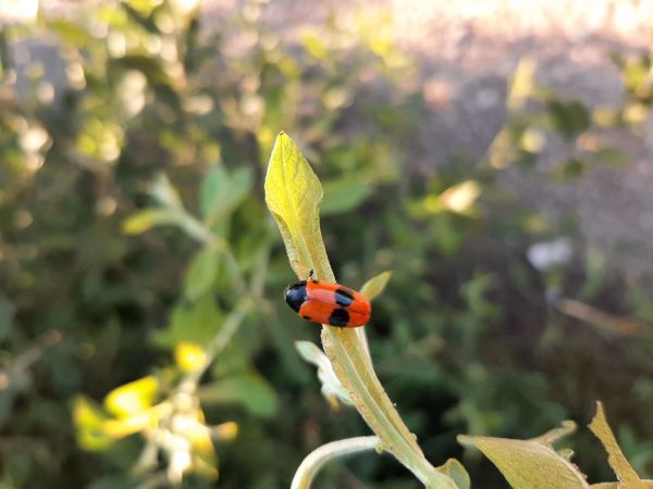 Vrbin&aacute;r hladk&yacute;