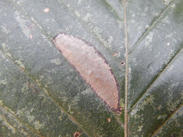 Plosk&aacute;čik Phyllonorycter maestingella