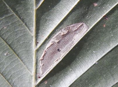 Plosk&aacute;čik Phyllonorycter maestingella