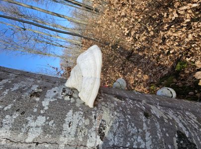 Pr&aacute;chnovec kopytovit&yacute;