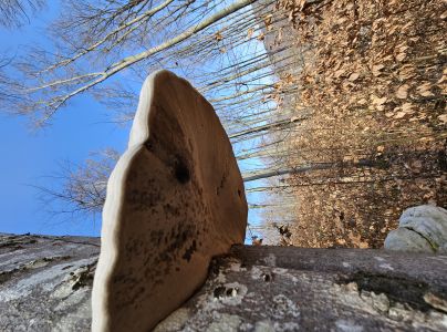 Pr&aacute;chnovec kopytovit&yacute;