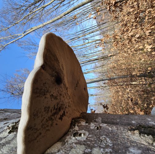 Natália Tarageľová