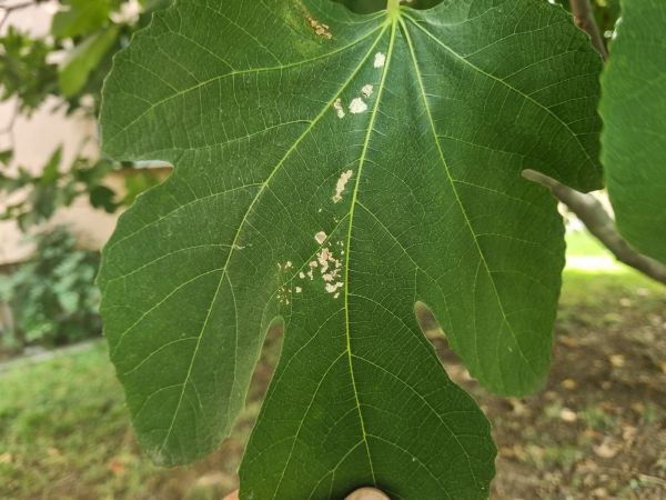 Listom&ocirc;ľka figovn&iacute;kov&aacute;