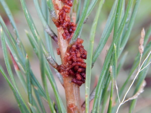 Ploskanka sadenicov&aacute;