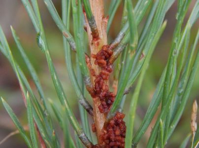 Ploskanka sadenicov&aacute;