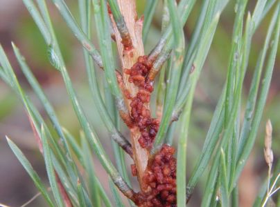 Ploskanka sadenicov&aacute;