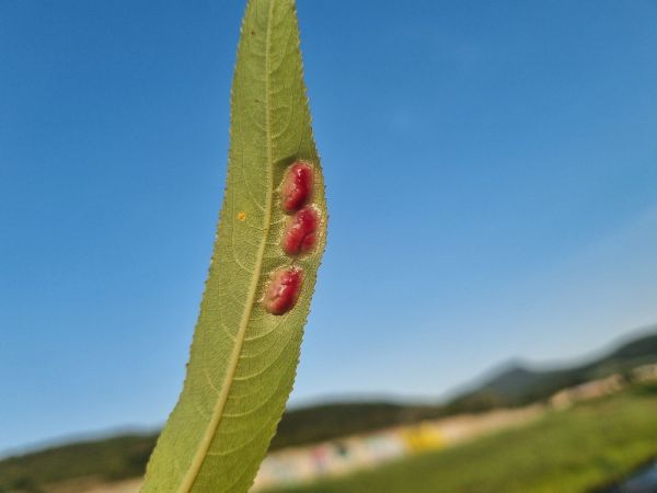 Hrčiarka Pontania proxima