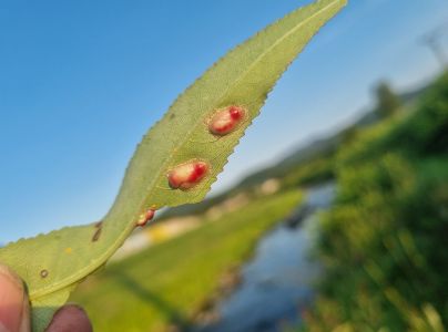 Hrčiarka Pontania proxima