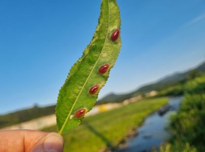 Hrčiarka Pontania proxima