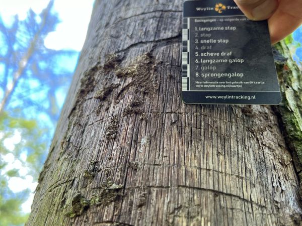 Krasoň dvoj&scaron;kvrnn&yacute;