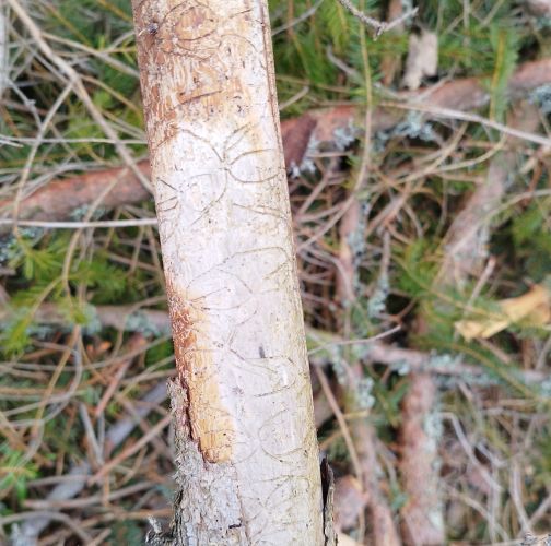  Róbert Víglašský