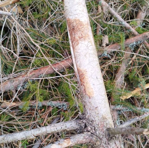  Róbert Víglašský