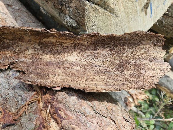 Lykokaz matn&yacute;