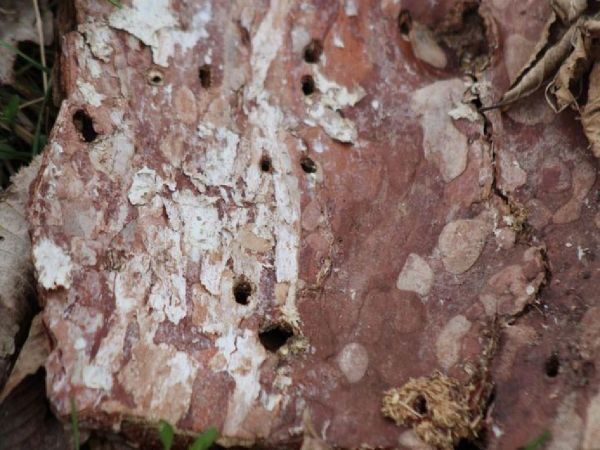 A - nejednoznačne určen&yacute;, nie sme si ist&iacute;