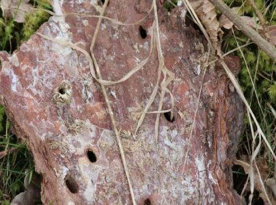 A - nejednoznačne určen&yacute;, nie sme si ist&iacute;