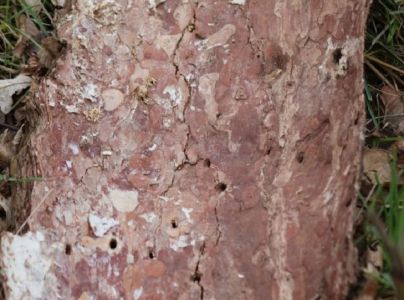 A - nejednoznačne určen&yacute;, nie sme si ist&iacute;