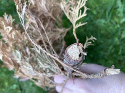 Krasoň borievkov&yacute;