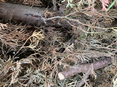 Krasoň borievkov&yacute;