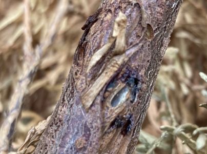 Krasoň borievkov&yacute;