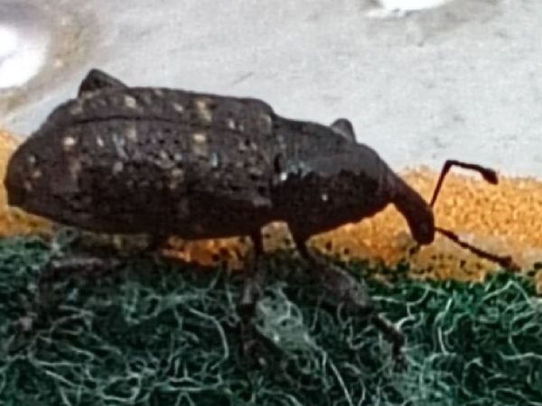 Tvrdoň smrekov&yacute;