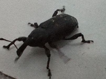 Tvrdoň smrekov&yacute;