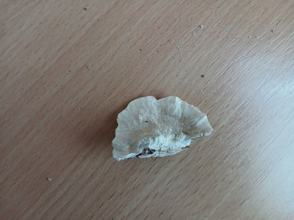 Tr&uacute;dnikovec chlpat&yacute;