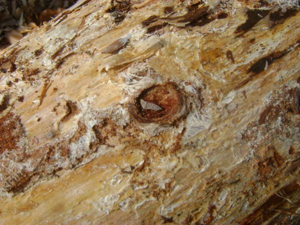 A - nejednoznačne určen&yacute;, nie sme si ist&iacute;