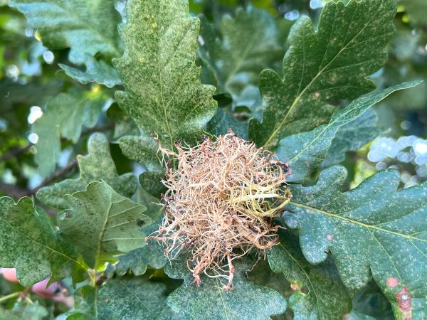 Hrčiarka Andricus caputmedusae