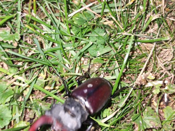 Roh&aacute;č obyčajn&yacute; 