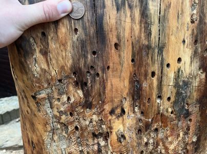 Fuz&aacute;č borovicov&yacute;