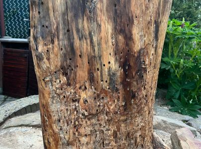 Fuz&aacute;č borovicov&yacute;