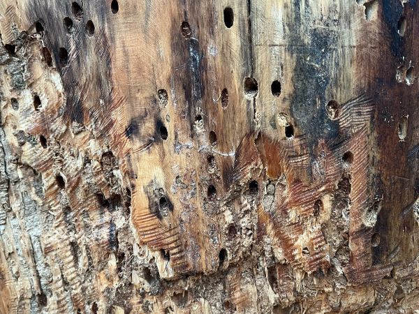 Fuz&aacute;č borovicov&yacute;