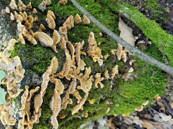 Tr&uacute;dnikovec zamatov&yacute;