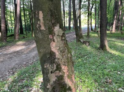 Lykožr&uacute;t bukov&yacute;