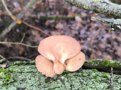 Hliva ustricovit&aacute;