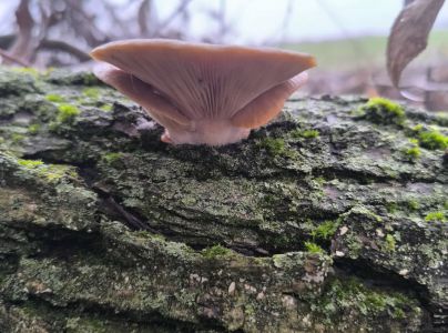 Hliva ustricovit&aacute;