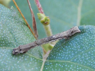 A - nie je v datab&aacute;ze