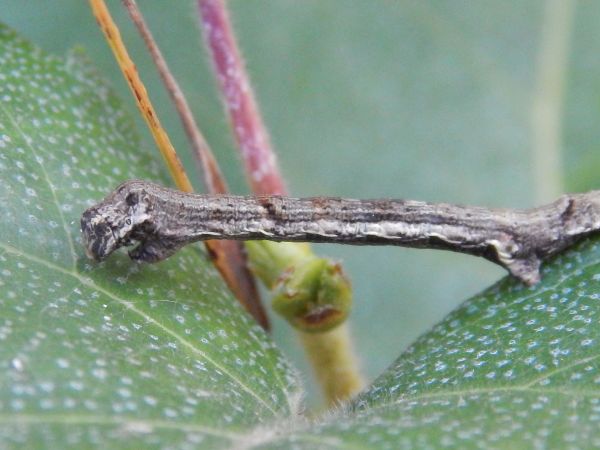 A - nie je v datab&aacute;ze