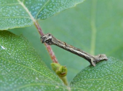 A - nie je v datab&aacute;ze