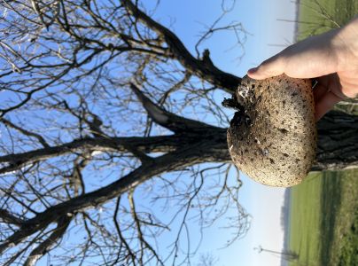 Tr&uacute;dnik &scaron;upinat&yacute;