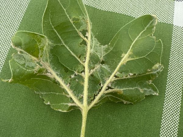 M&uacute;čnatka platanov&aacute;