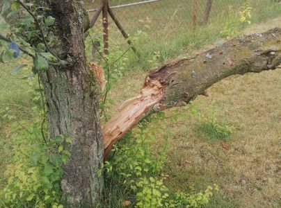 Ohňovec slivkov&yacute;