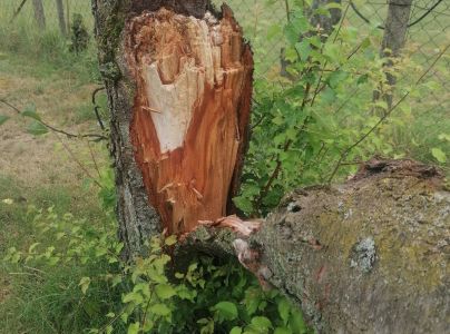 Ohňovec slivkov&yacute;