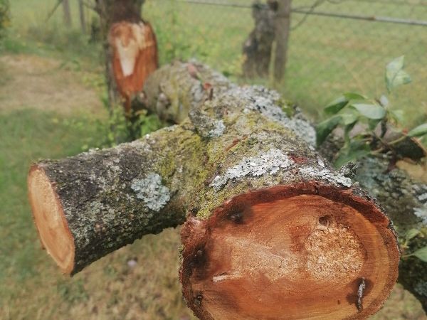 Ohňovec slivkov&yacute;